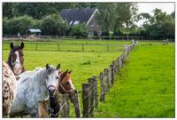 Ferienhaus und Ponys