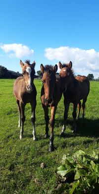 Charlie, Nemo, Augustin