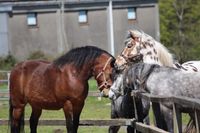 Lissie, Balou und Nougat